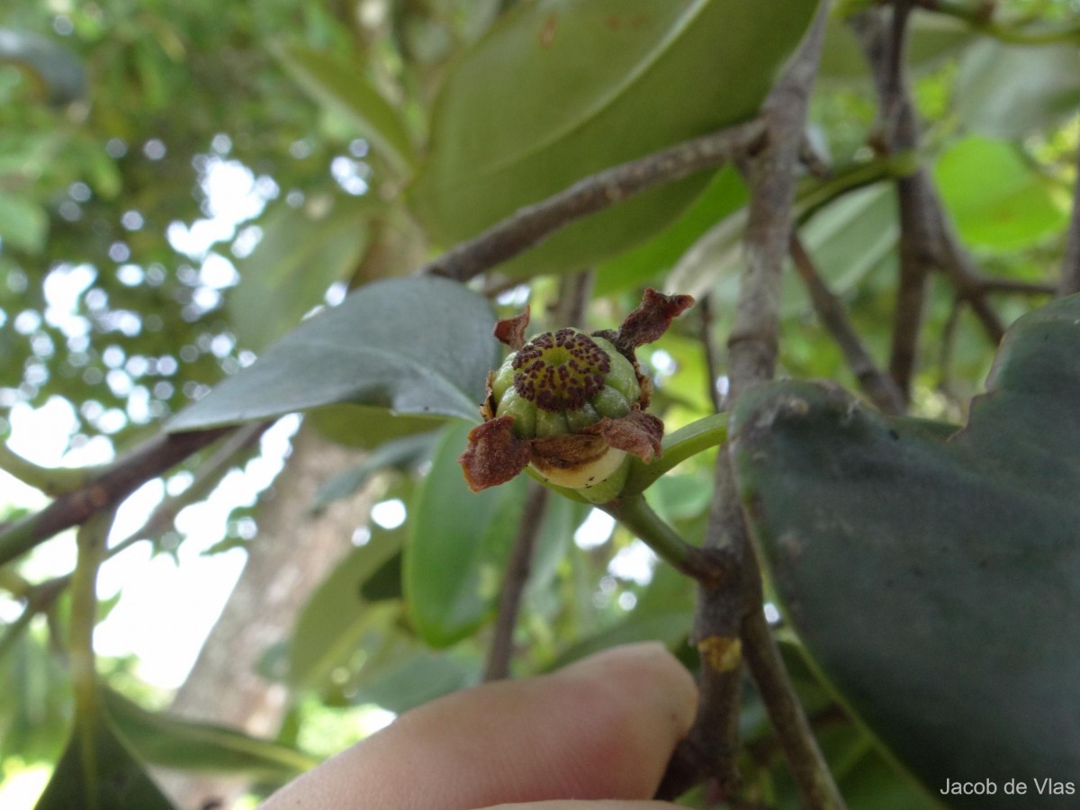 Garcinia quaesita Pierre